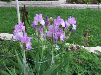 Double Iris from Royal Botanical Gardens