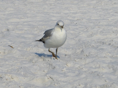Seagull in FL.